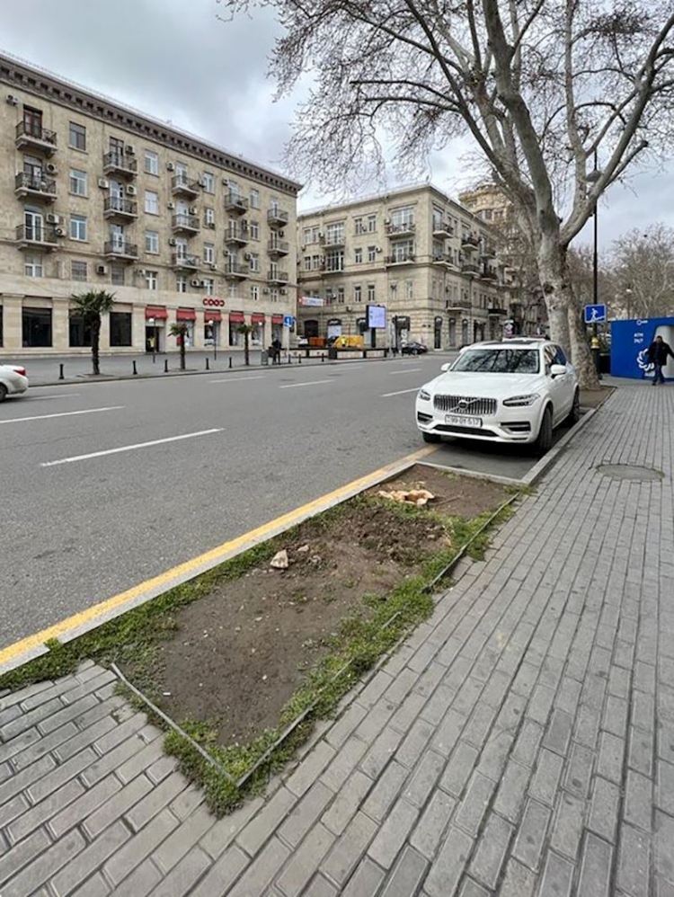 Bakıda ağacları kəsib yerində parkinq saldılar -