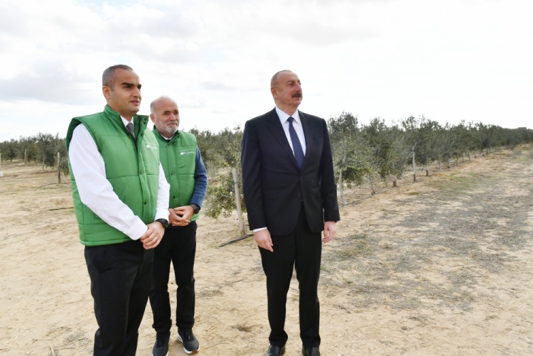 Prezident zeytun zavodunun açılışında iştirak edib -